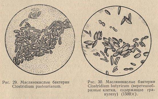 Бактерии и человек