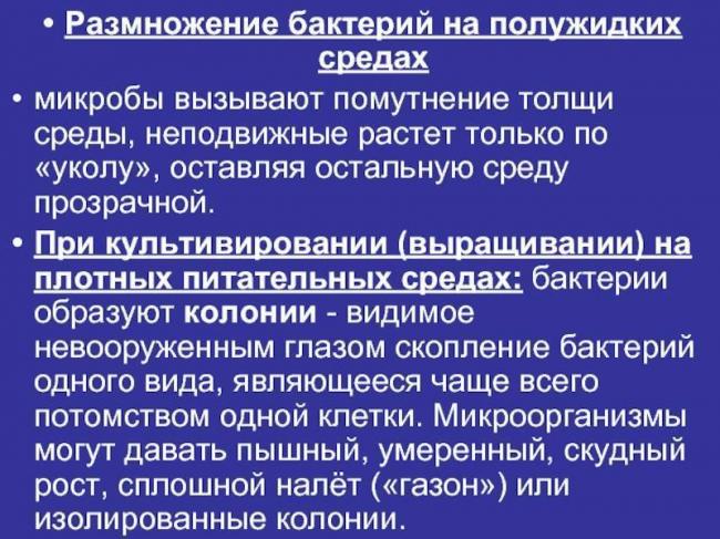 Рост и размножение бактерий — студопедия