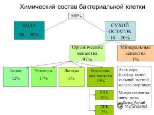 Размножаются бактерии путем деления и делают это очень быстро