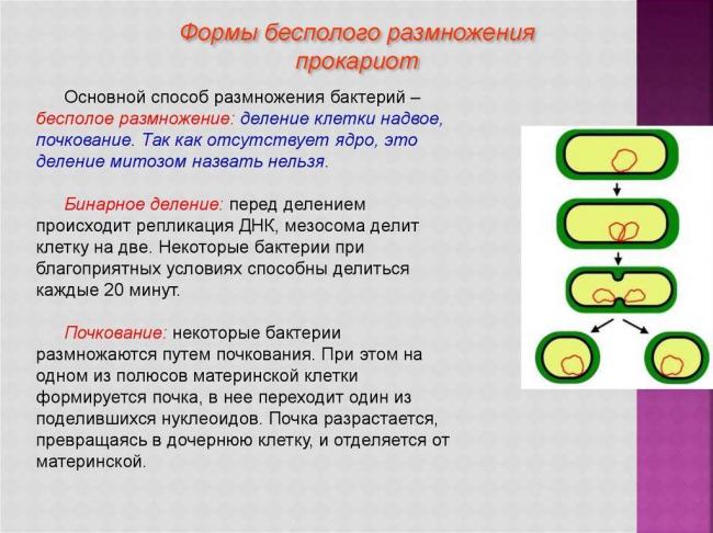 Строение бактерий