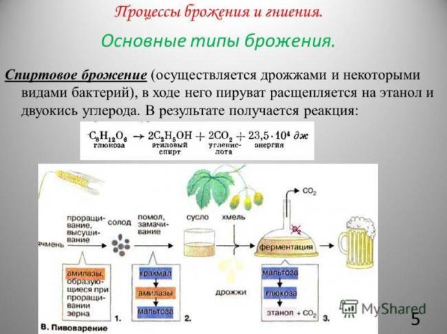 Польза и вред бактерий для человеческого организма
