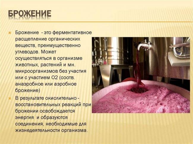 Самые полезные бактерии и их названия