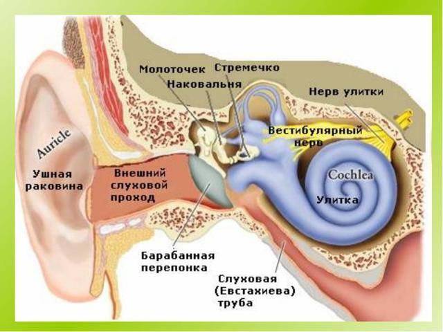 Камфорное масло в ухо: применение при отите, лечение