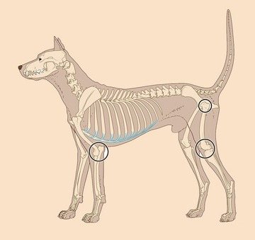 Артрогликан для собак