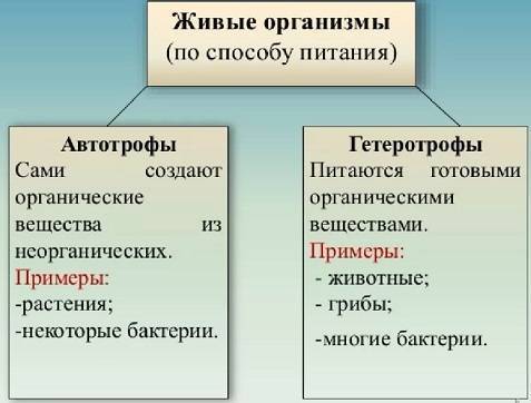 Гетеротрофы