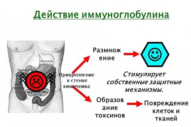 Применение противоклещевого иммуноглобулина