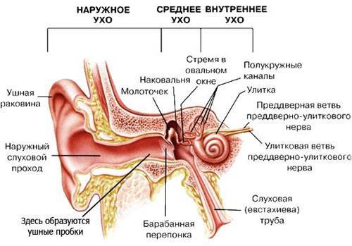 Болит ухо как пользоваться камфорным маслом