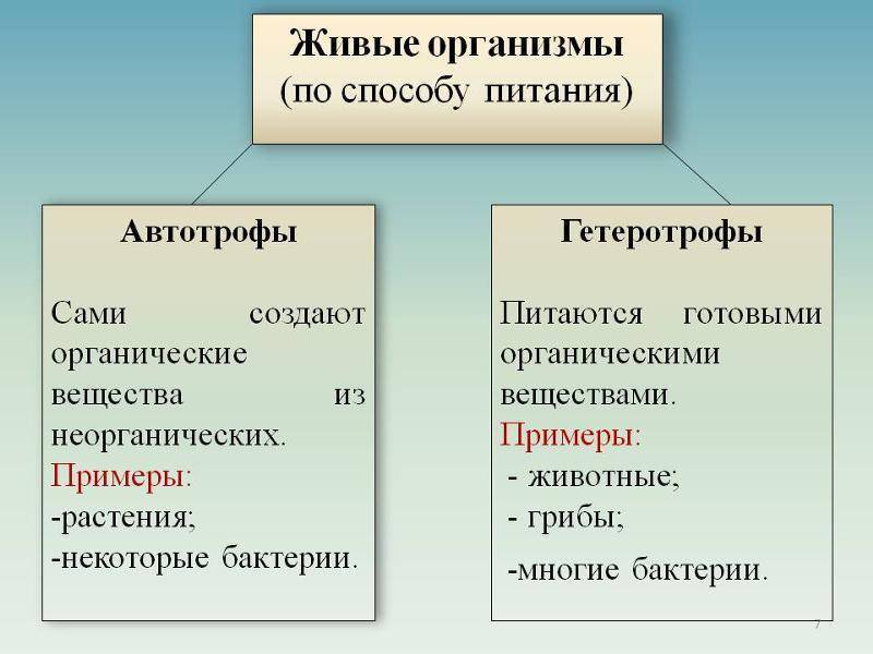 Особенности развития и питания бактерий-гетеротрофов
