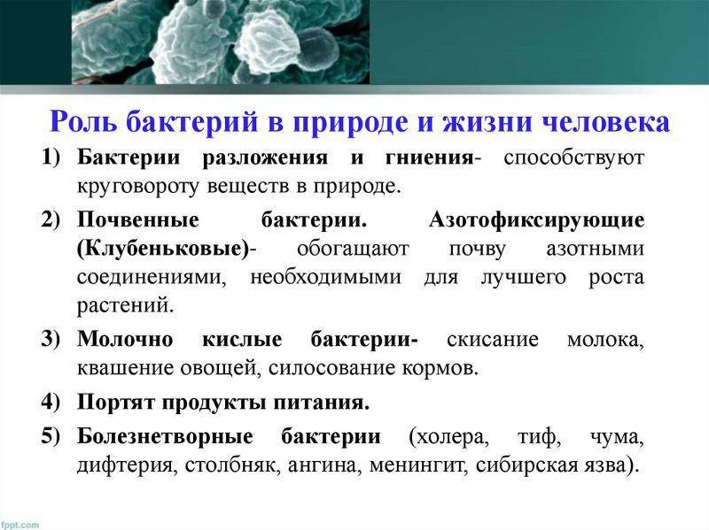 Роль бактерий в природе и жизни человека