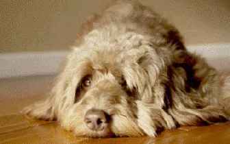 Артрогликан: инструкция по применению для собак