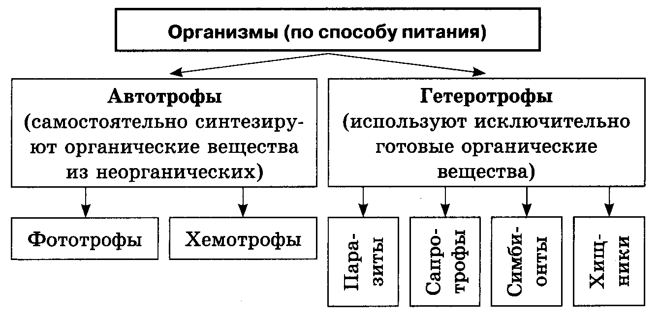 Гетеротрофы — что это такое | ktonanovenkogo.ru