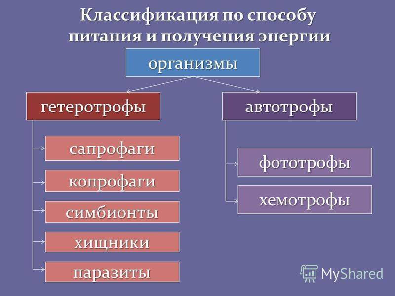 Автотрофы, примеры автотрофных организмов в биологии, чем гетеротрофные организмы отличаются от автотрофных, что значит автотрофное питание
