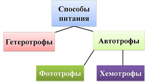 Автотрофы, примеры автотрофных организмов в биологии, чем гетеротрофные организмы отличаются от автотрофных, что значит автотрофное питание