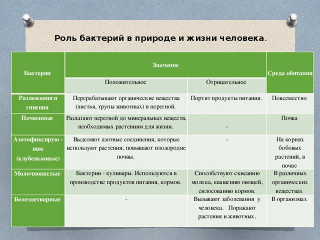 Значение бактерий в природе и жизни человека