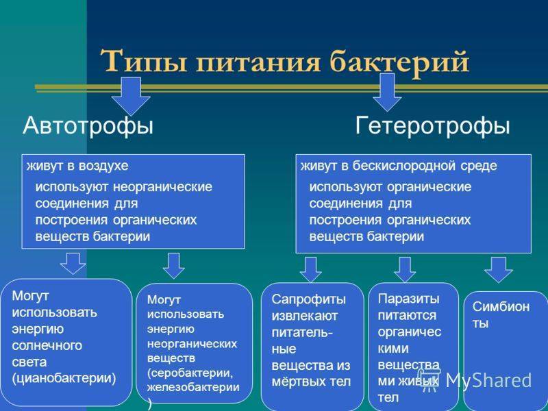 Автотрофы в биологии — определение и примеры автотрофных организмов