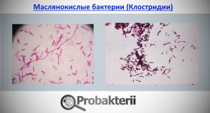 Презентация работы «исследование кисломолочных продуктов на наличие живых бактерий»