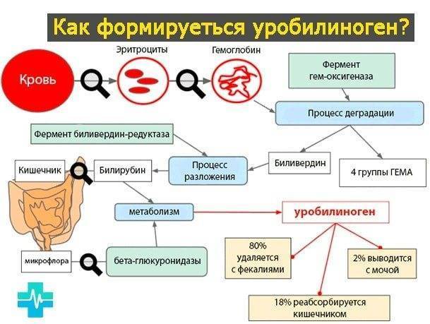 Что значат бактерии в моче у женщин, расшифровка результатов анализов и лечение