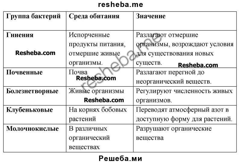 Бактерии: происхождение, изучение и строение, положительная и отрицательная роль