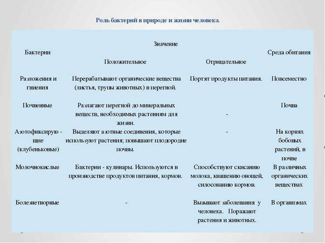 О важности и значении бактерий в нашей жизни