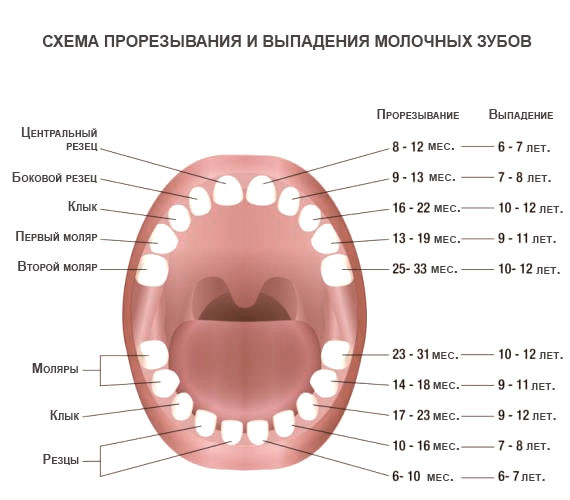 Прорезывание зубов у детей порядок и сроки