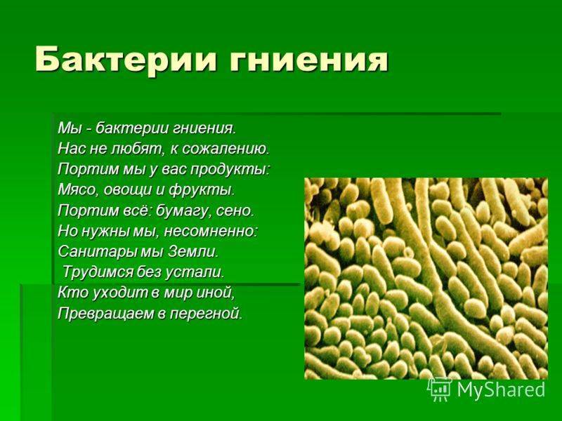 Роль бактерий в жизни человека и природе
