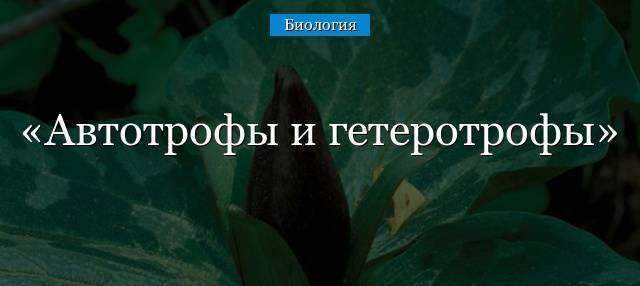 Какие группы бактерий по способу питания могут быть и в чем их различия