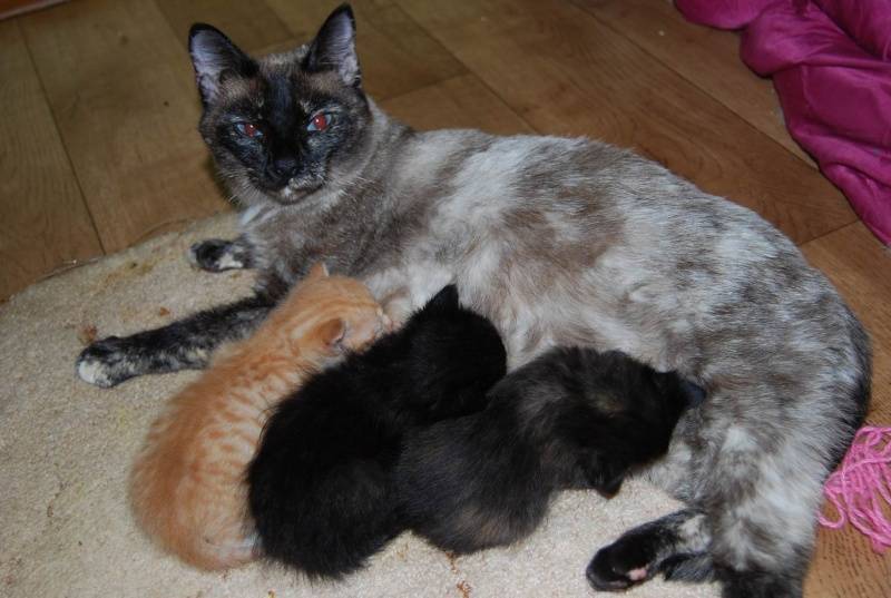 Лечение собак Преднизолоном за и против. Преднизолон для собак для чего назначают, инструкция по применению, дозировка Последствия приема преднизолона у собак