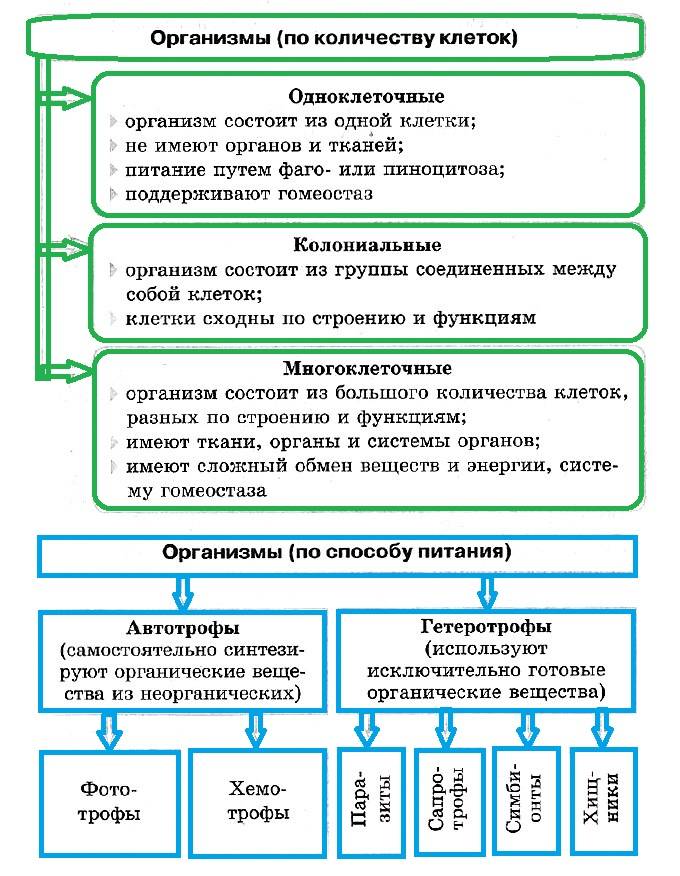 Гетеротрофы — что это такое | ktonanovenkogo.ru