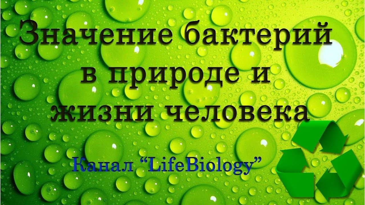 Бактерии: происхождение, изучение и строение, положительная и отрицательная роль