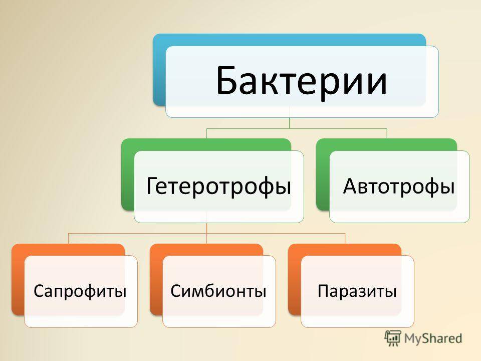 Многообразие типов питания, присущего бактериям