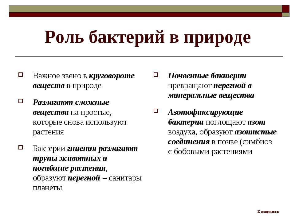 Роль бактерий в жизни человека и природе