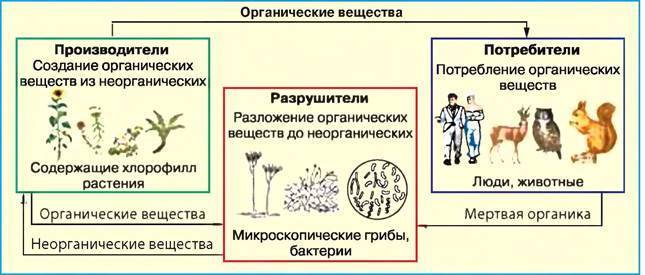 Доклад роль бактерий в природе и жизни человека сообщение
