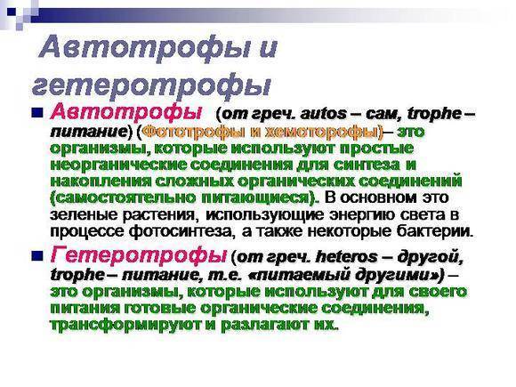Многообразие типов питания, присущего бактериям
