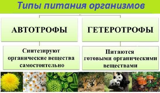 Автотрофы, примеры автотрофных организмов в биологии, чем гетеротрофные организмы отличаются от автотрофных, что значит автотрофное питание