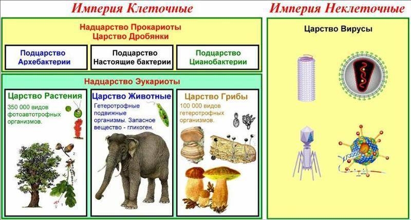 Автотрофные бактерии: классификация, размножение, спорообразование и распространение бактерий