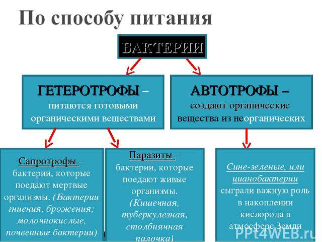 Автотрофы, примеры автотрофных организмов в биологии, чем гетеротрофные организмы отличаются от автотрофных, что значит автотрофное питание