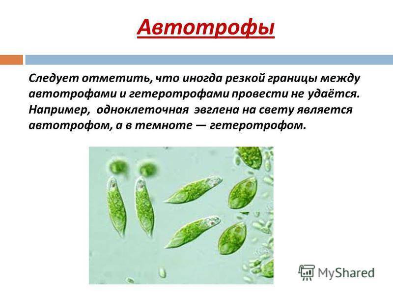Что такое гетеротрофы в биологии