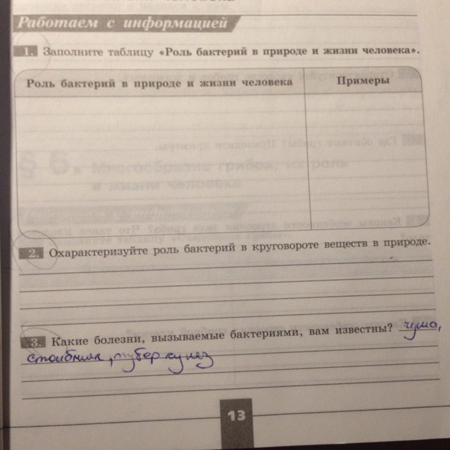 Роль бактерий в природе: влияние полезных и вредных микроорганизмов на жизнь человека
