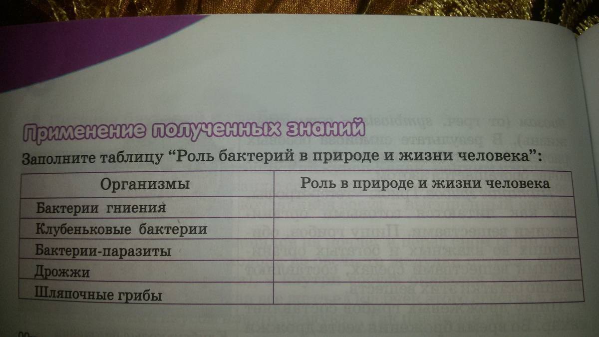 О важности и значении бактерий в нашей жизни