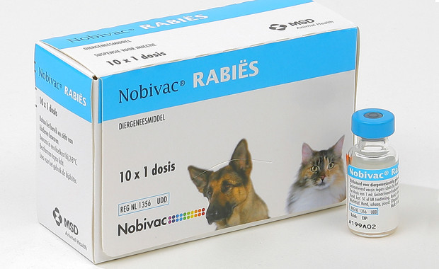 Артрогликан – для укрепления и восстановления опорно-двигательного аппарата собаки