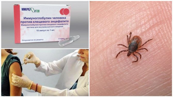 Применение иммуноглобулина при укусе клеща