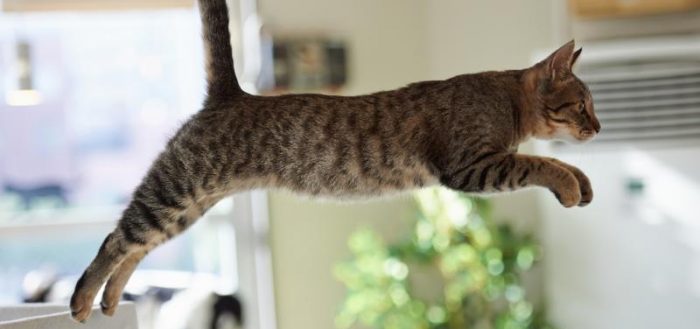 Артрогликан: инструкция по применению для собак