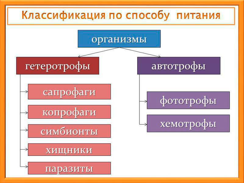 Автотрофы в биологии — определение и примеры автотрофных организмов