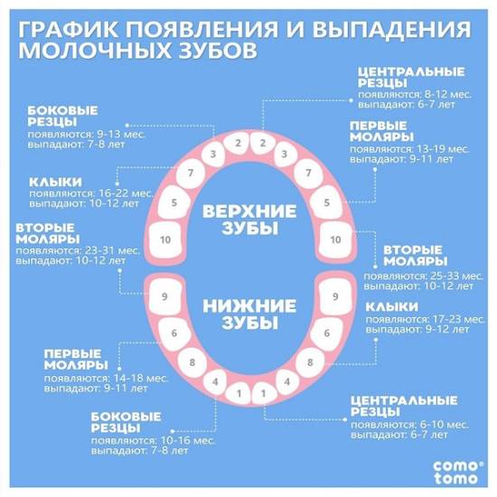 Все о прорезывании молочных зубов у младенцев... - первые зубки у грудничков - запись пользователя ˙·•๑юлия (vredina-brest) в сообществе здоровье новорожденных в категории зубки и проблемы во время прорезывания - babyblog.ru