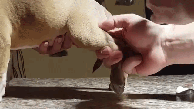 Лечение собак Преднизолоном за и против. Преднизолон для собак для чего назначают, инструкция по применению, дозировка Последствия приема преднизолона у собак