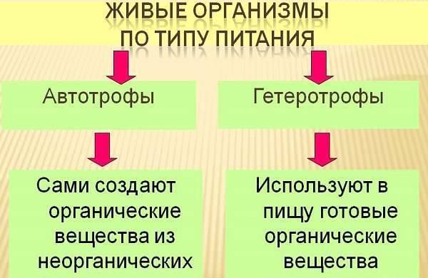 Какие группы бактерий по способу питания могут быть и в чем их различия