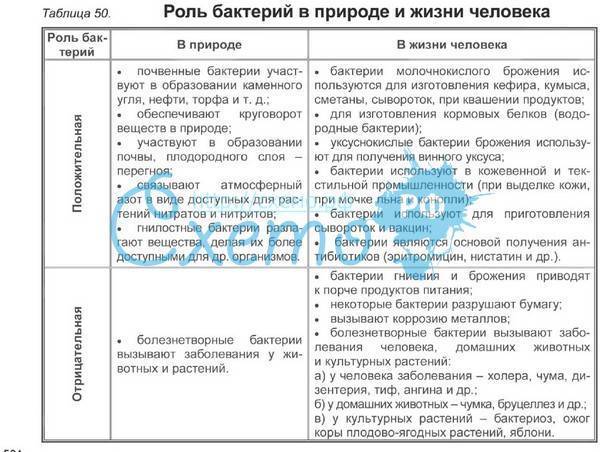 Значение бактерий в природе и жизни человека