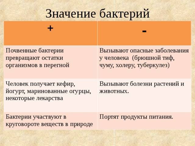 Роль бактерий в природе и жизни человека