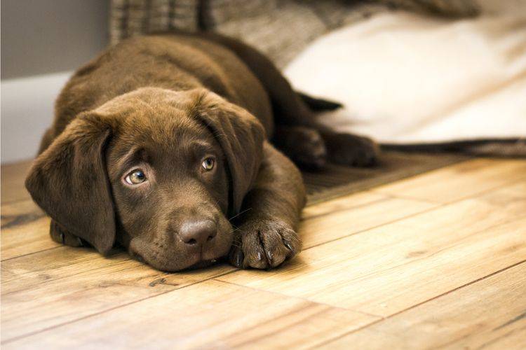 Лечение собак Преднизолоном за и против. Преднизолон для собак для чего назначают, инструкция по применению, дозировка Последствия приема преднизолона у собак