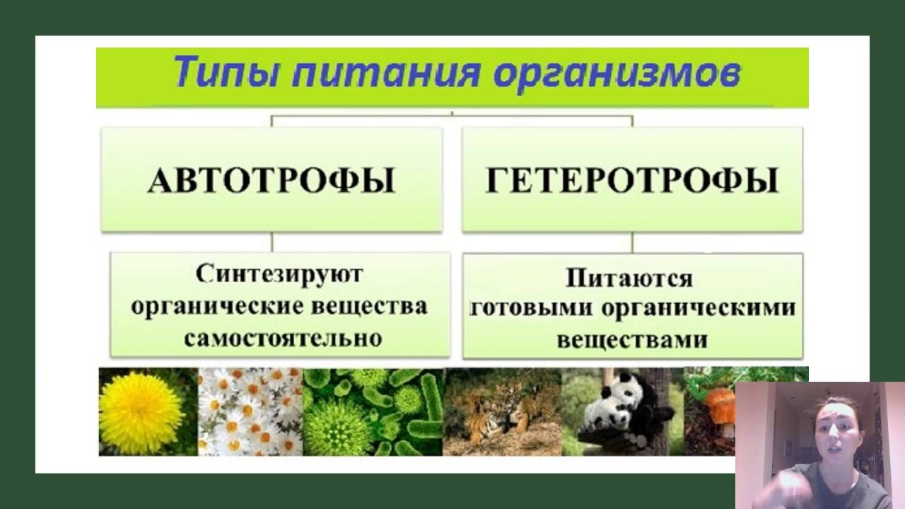 Что такое гетеротрофы в биологии